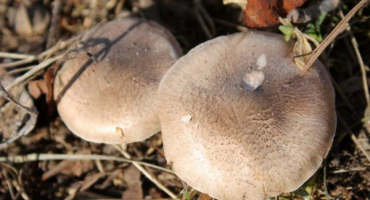 Topolová houba: kde najít a jak vařit